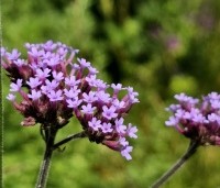 Verbena bonariensis - IJzerhard - 2