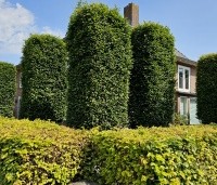 Carpinus betulus - Haagbeuk - 2
