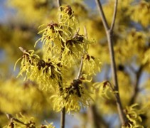 Hamamelis Arnold's Promise