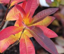 Rododendron azalea knaphill Golden Sunset