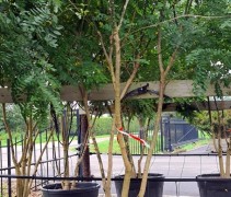 Sophora Japonica