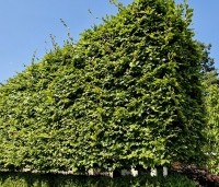 Fagus sylvatica - Groene beuk - haag op poten. augustus