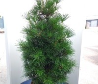 Sciadopitys verticillata - Kransspar - 1