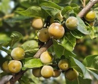 Diospyros 'Nikita's Gift' - Kaki boom 'Nikita's Gift' - vruchten in oktober