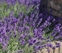 Lavandula angustifolia 'Munstead' - Lavendel - 3