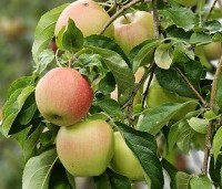 Malus dom. 'Pinova' - Malus dom. 'Pinova' - 1