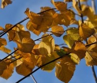 Tilia cordata - Winterlinde - 2