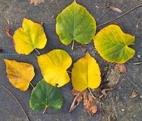 Tilia cordata - Winterlinde - 3
