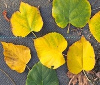 Tilia cordata - Winterlinde - 1