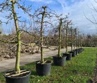 Malus dom. 'Schone van Boskoop' - Malus dom. 'Schone van Boskoop' - solitair laagstam bomen in pot
