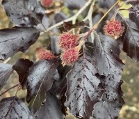 Fagus sylvatica 'Riversii' - Rode Beuk 'Riversii' - 15 mei 2026