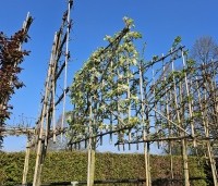 Pyrus calleryana 'Chanticleer' - Sierpeer - 1