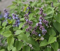 Syringa vulgaris 'Michel Buchner' - Sering 'Michel Buchner' - 4