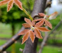 Acer griseum