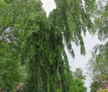 Fagus sylvatica Pendula
