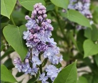 Syringa vulgaris 'Michel Buchner' - Sering 'Michel Buchner' - 2