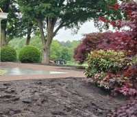 Acer palmatum 'Garnet' - Japanse esdoorn 'Garnet' - 1