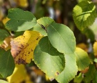 Amelanchier alnifolia 'Obelisk' - Krentenboompje 'Obelisk' - 4