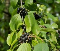 Rhamnus cathartica - Wegedoorn - 3