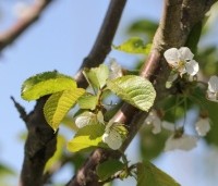 Prunus avium 'Bigarreau Burlat' - Prunus avium 'Bigarreau Burlat' - 1