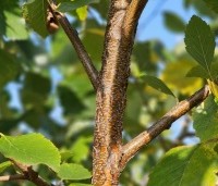 Betula nigra - Zwarte berk - 1