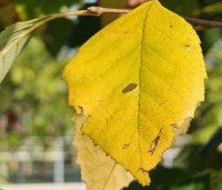 Betula nigra - Zwarte berk - 2