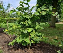 Corylus avellana 'Wunder aus Bollweiler'