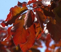 Rode Beuk, boogvorm met schitterende kleuren