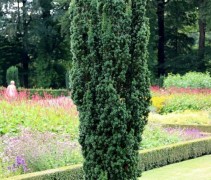 Taxus baccata 'Fastigiata' / Ierse Taxus 'Fastigiata', zuilvorm