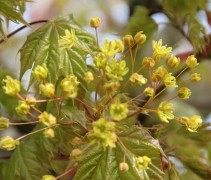 Acer platanoides