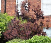 Cotinus c. Royal Purple