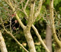 Crataegus x lavallei