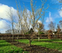 Hamamelis mollis op de kwekerij van Ten Hoven Bomen