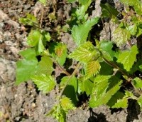 Betula pubescens - Zachte Berk - uitloop blad op stam