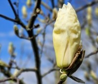 Magnolia brooklynensis 'Elizabeth' - Magnolia brooklynensis 'Elizabeth' - 3