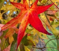 Liquidambar styraciflua 'Stared'  - Amberboom 'Stared' - 2