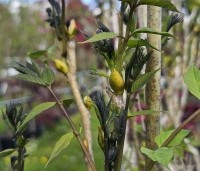 Decaisnea fargesii - Augurkenstruik - voorjaar