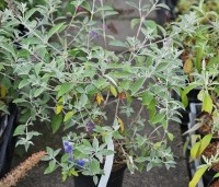 Buddleja davidii 'Lochinch' - Vlinderstruik 'Lochinch' - 1