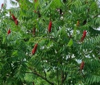 Rhus typhina - Fluweelboom - 3