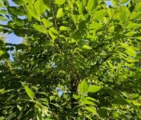 Styrax japonicus - Storaxboom - blad augustus 2024