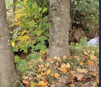 Acer platanoides - Noorse Esdoorn - 2