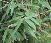 Het herkenbare blad van Bamboe