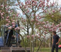 Magnolia 'Royal Crown', meerstammig