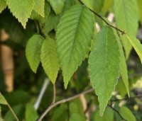 Zelkova serrata - Japanse Zelkova - 1