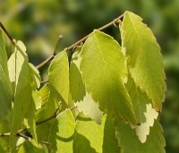 Zelkova serrata - Japanse Zelkova - 2