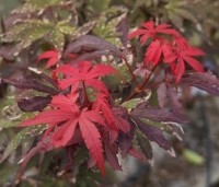 Acer palmatum 'Skeeter's Broom' - Japanse Esdoorn 'Skeeter's Broom' - 3