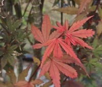 Acer palmatum 'Skeeter's Broom' - Japanse Esdoorn 'Skeeter's Broom' - 4