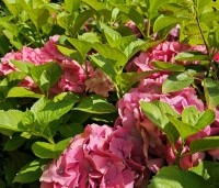 Hydrangea   macrophylla 'Bouquet Rose' - Hortensia 'Bouquet Rose'  - 1