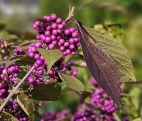 Callicarpa bodinieri 'Profusion' - Schoonvrucht - 1