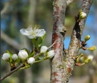 Prunus dom. 'Reine Claude d'Althan' - Prunus dom. 'Reine Claude d'Althan' - 2